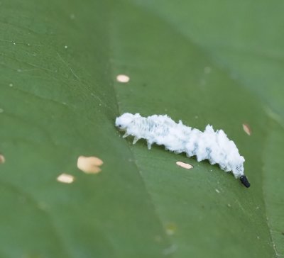 Eriocampa ovata. på al. jpeg