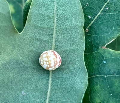 Swedish Gall Wasps, Gallsteklar (Cynipidae)
