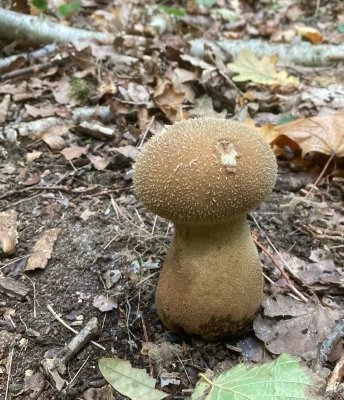 Lycoperdon umbrinum, Umbrarksvamp.jpeg