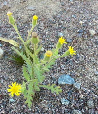 Senecio viscosus, Klibbkorsört. jpeg