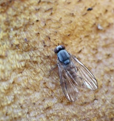 Swedish Platypezidae, Flatfooted flies, Svampflugor