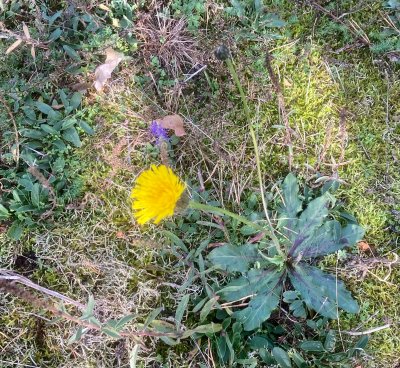 Hypchaeris maculata, Slåtterfibblajpeg