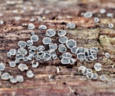 Mollisia cinerea, Gråskal.jpeg