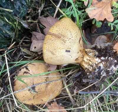 Scleroderma verrucosum, Knottrig rottryffel. jpeg