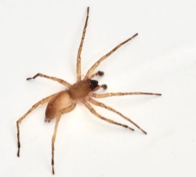 Sac spiders, Säckspindlar, Clubionidae
