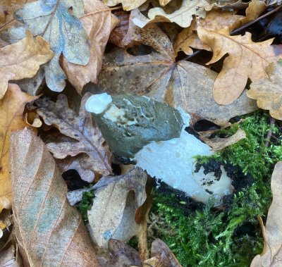 Phallus impudicus, Stinksvamp.jpeg