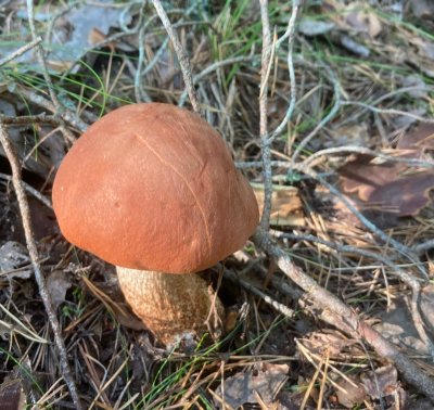 Boletes, Soppar