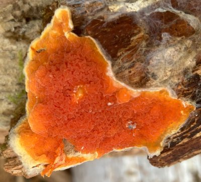 Leucogyrophana romellii, Spindelgröppa. jpeg