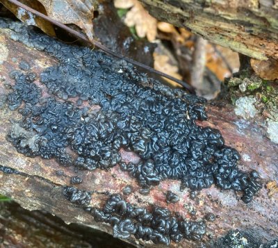 Tremella foliacea, Brunkrös. Jpeg