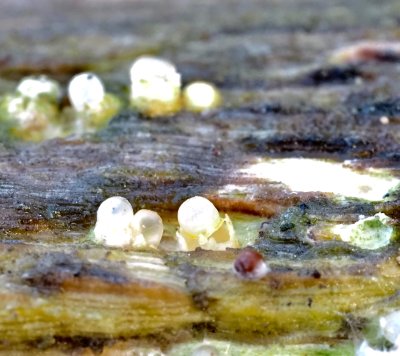 Sphaerobolus stellatus, Slungboll .jpeg