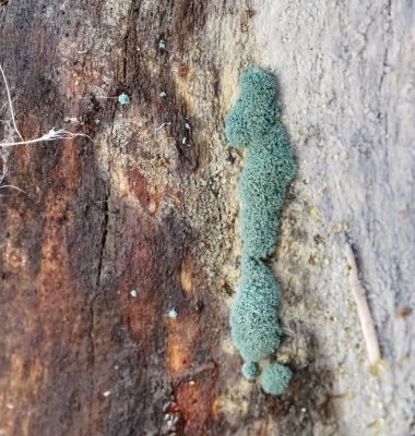 Unidentified Fungi