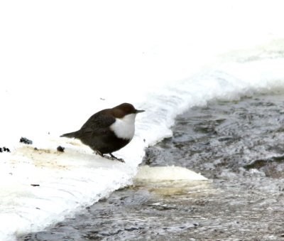 Dipper, Waxwing and Thrushes