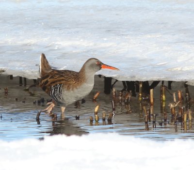 Water Rail, Vattenrall, Rallus aquatics