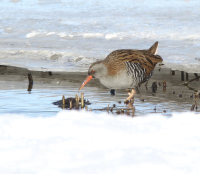 Water Rail, Vattenrall, Rallus aquatics