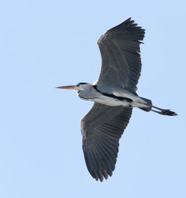 Grey Heron, Grhger  (Ardea cinerea)