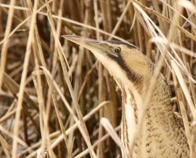 Bittern, Rördrom, Botaurus stellaris