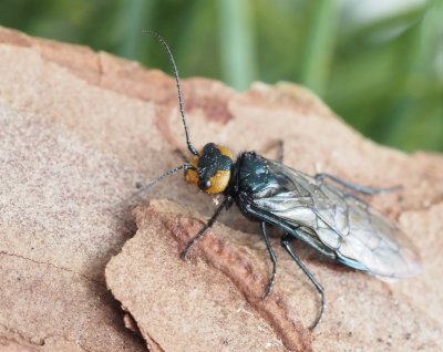 Acantholyda flaviceps .jpeg