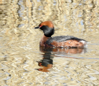Slavonian Grebe, Svarthakedopping