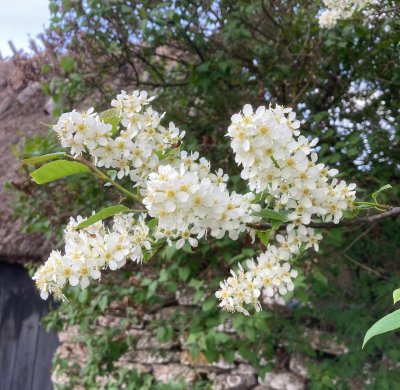Hägg, Prunus padus. jpeg