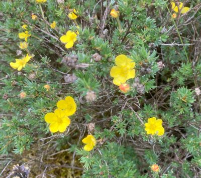 Ölandstok, Dasiphora fruticosa