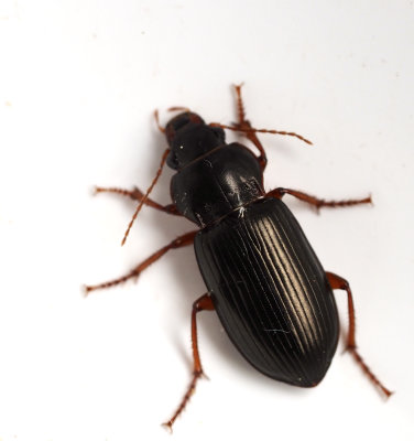Amara genus, kornlöpare