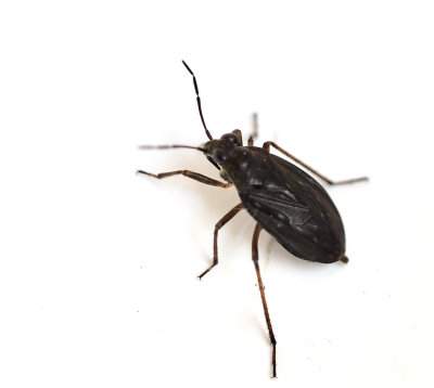 Saldidae, Shorebugs