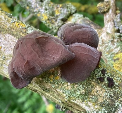 Judasöra, Auricularia auricula-judae