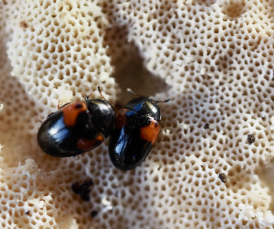 Erotylidae, Trädsvampbaggar