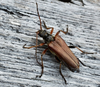Lundbock, Stenocorus meridians