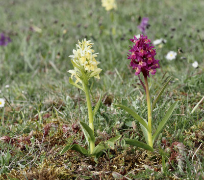 Elderflower orchid, Adam och Eva, Dactylorhiza sambucina