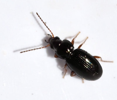 Bembidion genus