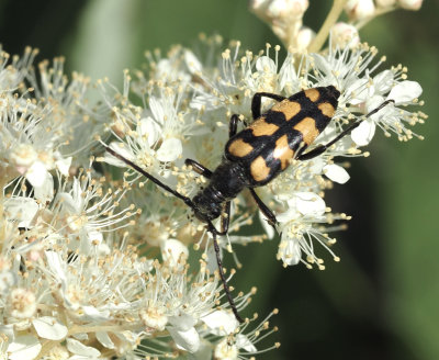 Leptura genus, blombockar