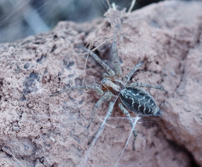 Funnelweb spiders, Trattspindlar, Agelenidae