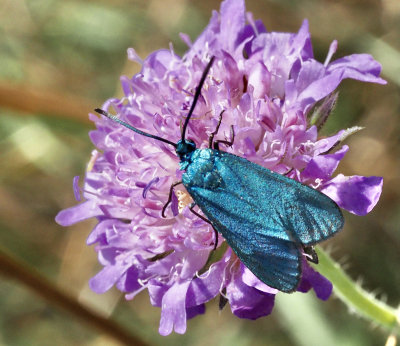 Burnets and Foresters in Sweden, bastardsvärmare, Zygaenidae