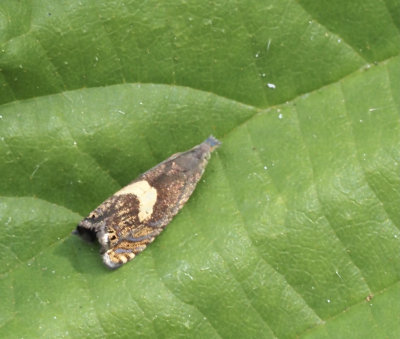 Dichrorampha genus