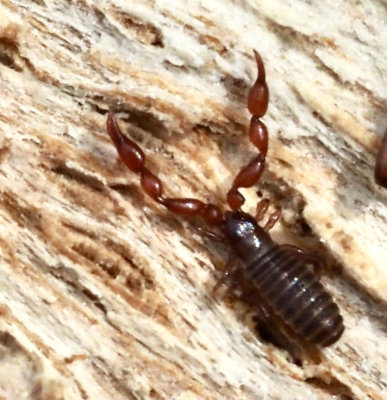 Mulmklokrypare, Pselaphochernes scorpiodes