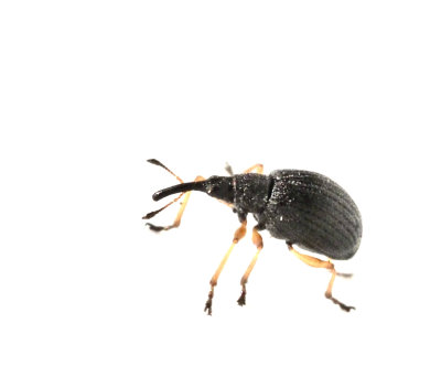 Apionidae, spetsvivlar
