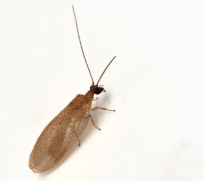 Hemerobiidae and Chrysopidae