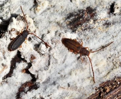 Silvanidae, Smalplattbaggar