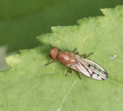 Gräsflugor, Opomyzidae