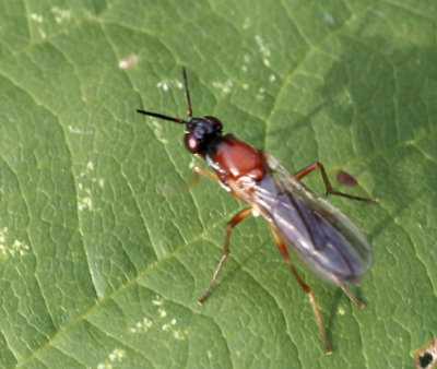 Imantimyia albisetu