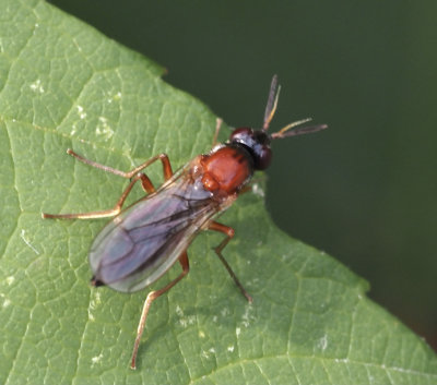 Imantimyia albisetu