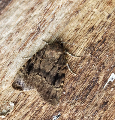 Buskflyn, Amphipyra sp.