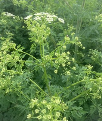 Odrt, Conium maculatum
