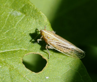 Delphacidae, Cercopidae and Membracidae