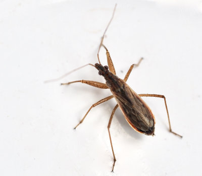 Nabidae, Damsel Bugs, Fältrovskinnbaggar