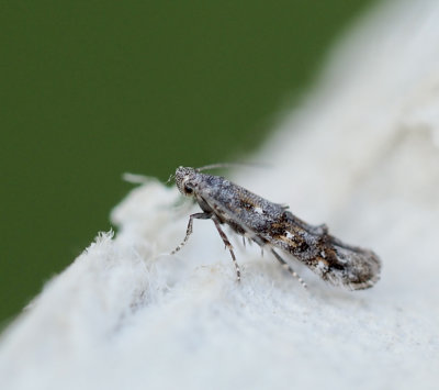 Brokmalar, Momphidae