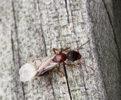 Myrmica, Rödmyror