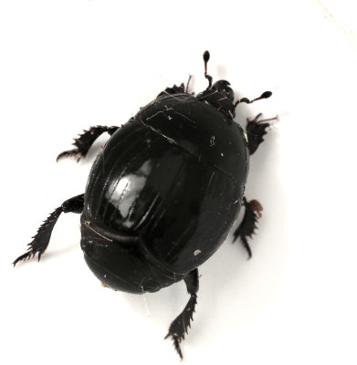 Histeridae, Stumpbaggar