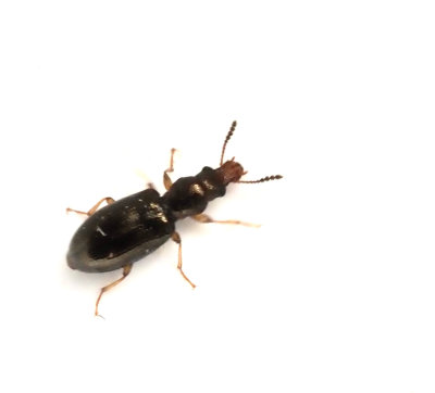 Salpingidae, Trädbastbaggar